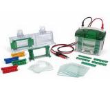 小型垂直電泳槽Mini-PROTEAN? Tetra Cell 